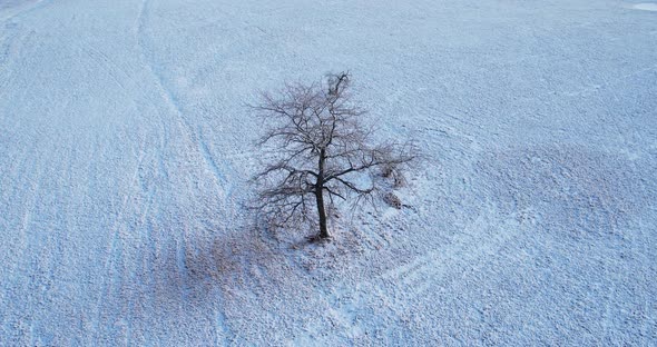 A Lonely Tree In Winter