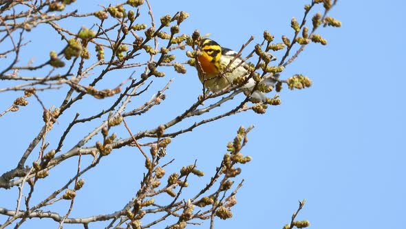 Blackburnian Warbler Perched On Twigs Against Blue Sky - low angle alt