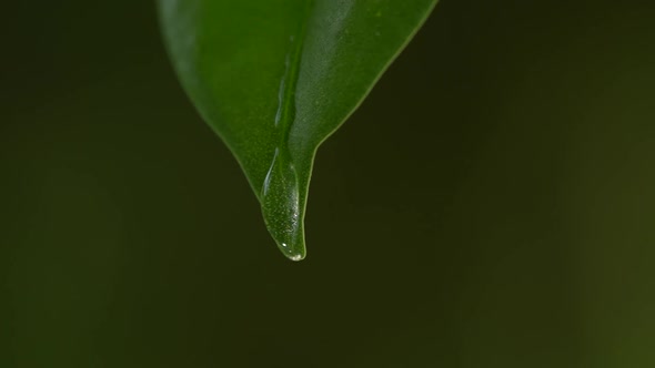 Water Drops on a Leaf 63 alt