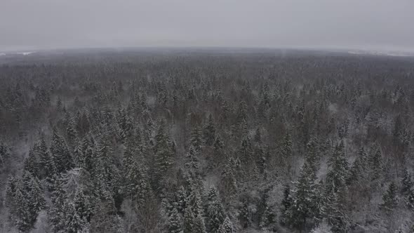 Winter Landscape of Endless Dense Forest alt