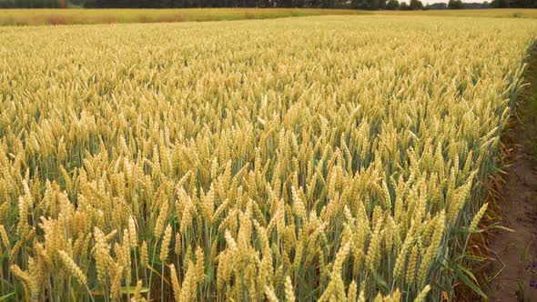 Landscape Wheat Field alt