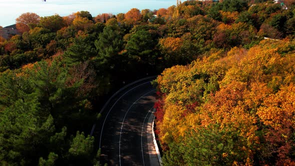 Aerial Flight Over the Road Between Autumn Trees alt