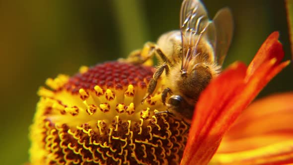 Honey Bee Covered with Yellow Pollen Drink Nectar Pollinating Flower alt