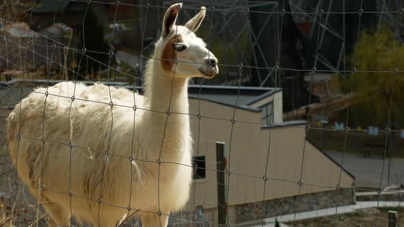 A close-up of a solitary alpaca at the zoo.