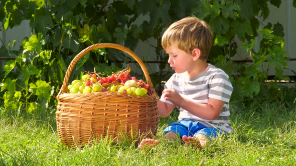 Boy eating grapes. Basket full of grapes. Harvesting concept. Healthy food concept. Vine production