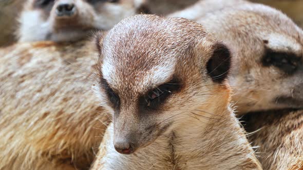 a pack of meerkats makes a nap and the foremost of the group tries to fall asleep alt