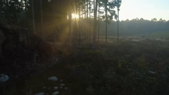 Big Tree Root in Foggy Forest at Sunrise