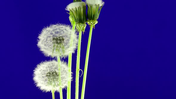 Dandelions time lapse on a blue screen.