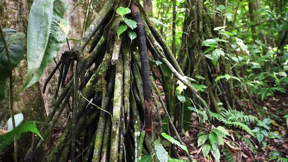 Costa Rica Tropical Rainforest Close Up Jungle Detail of Tree Roots, Plants and Greenery at Arenal V alt