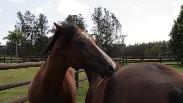 Two horses coming together to nudge each others back alt