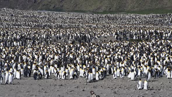 King Penguins Colony in South Georgia