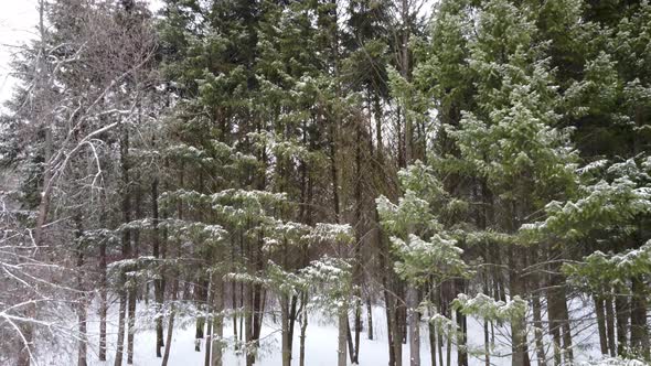 Evergreen pine tree branches, winter aerial view