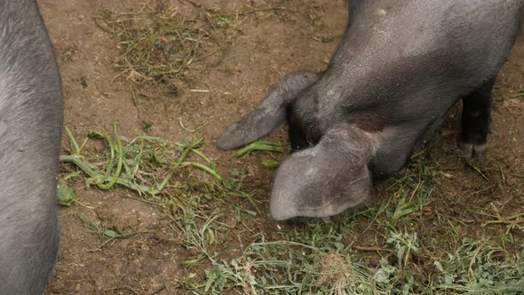 Feeding of  animals on the farm 4K 2160p 30fps UltraHD footage - Pig in the barn eats grass 3840X216 alt