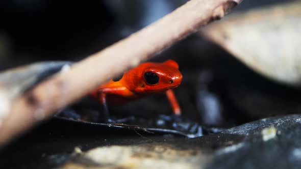 close up of the head of a strawberry poison dart frog alt