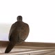 turtledove perched on the balcony - VideoHive Item for Sale