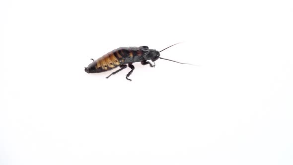 Madagascar Cockroach Crawls From Side To Side. White Background. Side View. Slow Motion alt