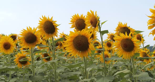 Field of Sunflowers alt