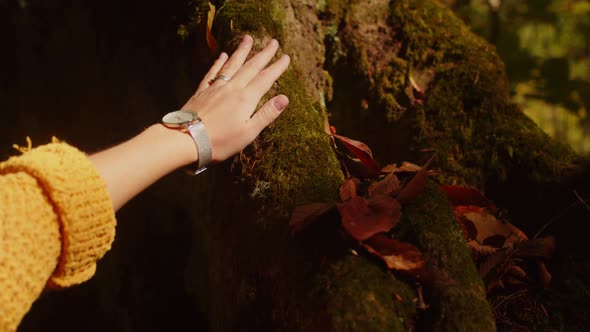 Woman's Hand Wearing Watch and Ring is Touching the Tree Trunk Overgrown with Moss and Covered with