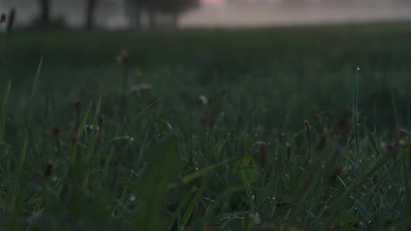Dewy Grass And Tree Lined Meadow In Misty Landscape At Dawn alt
