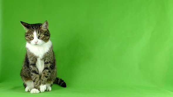 Isolated cat pattern. The cat is looking at the camera on a green screen.