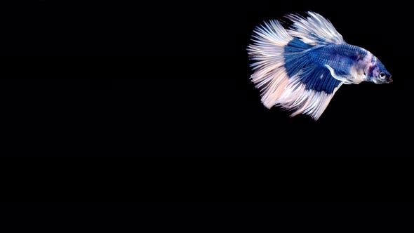 Slow motion of Siamese fighting fish (Betta splendens), well known name is Plakat Thai alt