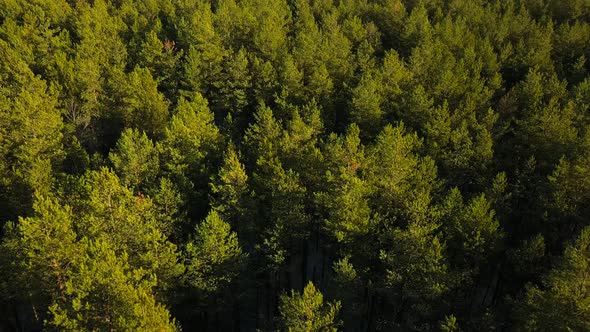 A Flight Over a Forest Thicket in Early Autumn