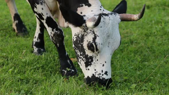 black and white cow grazing on meadow in mountains. alt