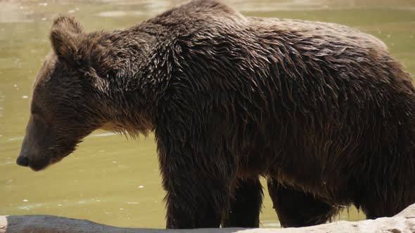 Big Brown Bear Is Getting Out of Dirty Pond Waters in Summer in Slow Motion
