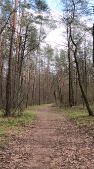 Vertical Video of the Small Road in the Forest During the Day alt