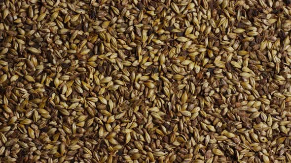 Rotating shot of barley and other beer brewing ingredients  alt