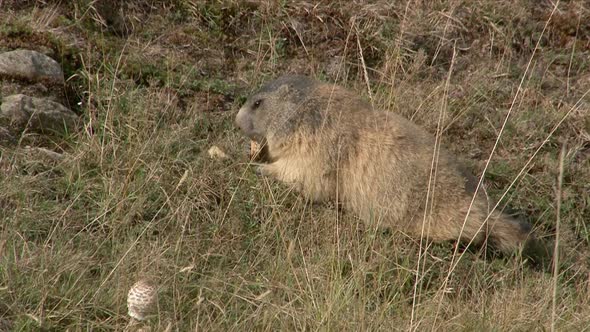 Alpine marmot (marmota marmota) eating between rocks and sgrasses alt