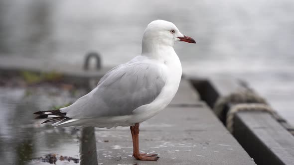 This footage is featuring the Silver Gull also known as sea gull which is common throughout Australi alt