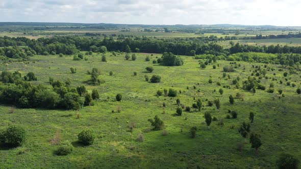 Countryside Summer Field with Green Grass and Trees alt