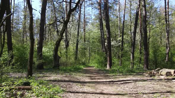 Green Forest During the Day Aerial View alt