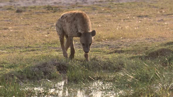 A Hyena in Africa