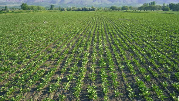 Agriculture Fields alt