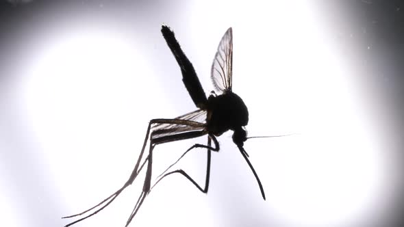 Mosquito Analysis