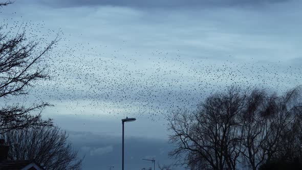 Beautiful Starling Murmuration Above The Streets