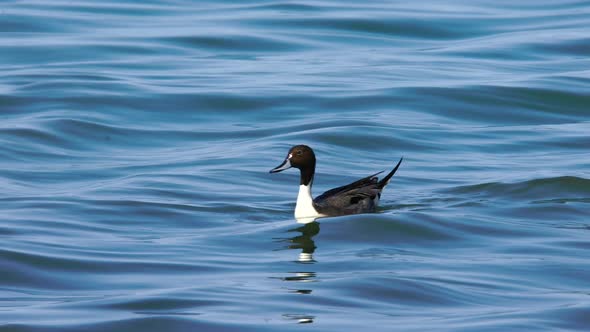 Northern Pintail alt