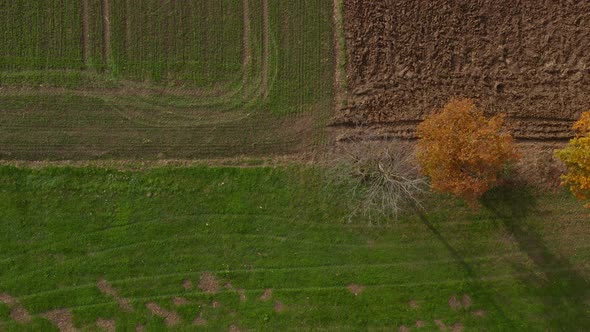 Top down aerial view of plowed farm field and fall colored trees alt