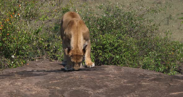 African Lion, panthera leo, Female drinking Water on Rock, Masai Mara Park in Kenya, Real Time 4K alt