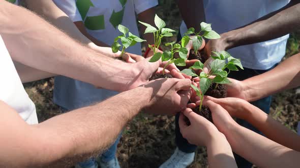 Greening the Planet Group of Volunteers and Ecoactivist Holds a Small Trees Plants in Their Hands a alt
