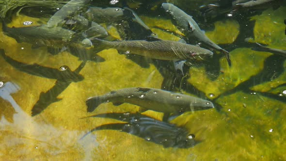 Many Adult Rainbow Trout Swim in the Clear Clear Water at the Fish Farm