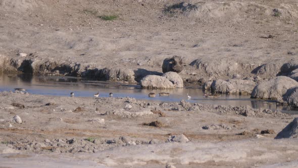 Warthog standing in the mud from a waterhole  alt