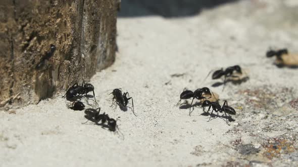 Ants Transfer  Carrying Their Eggs from burrow