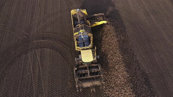 Harvester Unloads a Beet of Sugar from the Truck on the Field alt