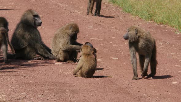 Baboons on the road in Serengeti national park - Tanzania alt