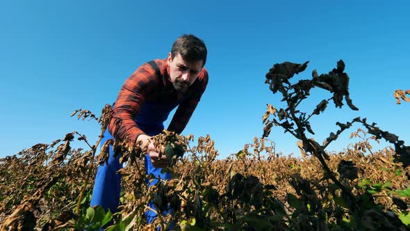 Agronomist in Uniform Checks Dry Crops on a Field alt