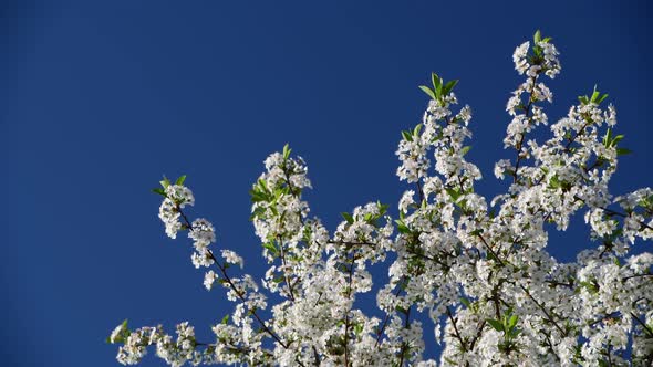 High-contrast Close View of Cherry Tree Flowers on a Blue Sky Background