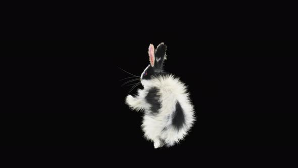 Rabbit Dancing 4K alt